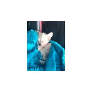 Meet your Posher, V’auna